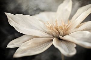 Blumen in Beige