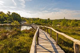 red brook, Brunssummerheide by wilbert ottenheijm