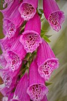 Paars vingerhoedskruid (Digitalis purpurea Alba)