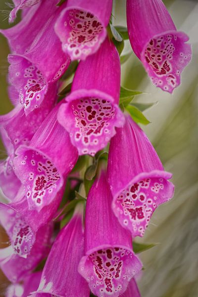 Purpurner Fingerhut (Digitalis purpurea Alba) von Mohamed Abdelrazek