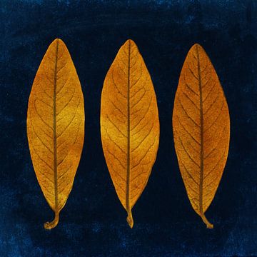 Drie gouden bladeren op een donkerblauwe achtergrond van Western Exposure