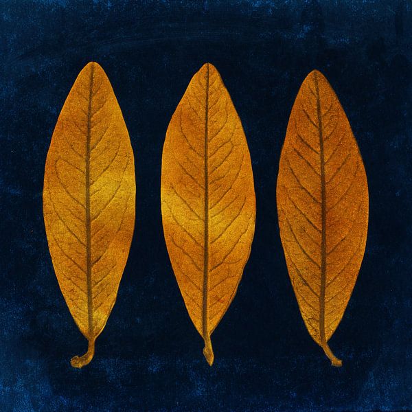 Three golden leaves on a dark blue background by Western Exposure