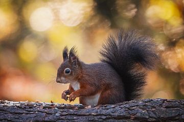 Squirrel on tree trunk with bokeh. by Janny Beimers
