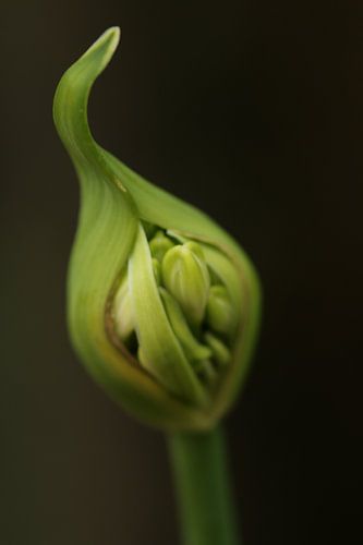 Agapanthus