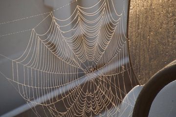 het gouden spinnenweb van wil spijker