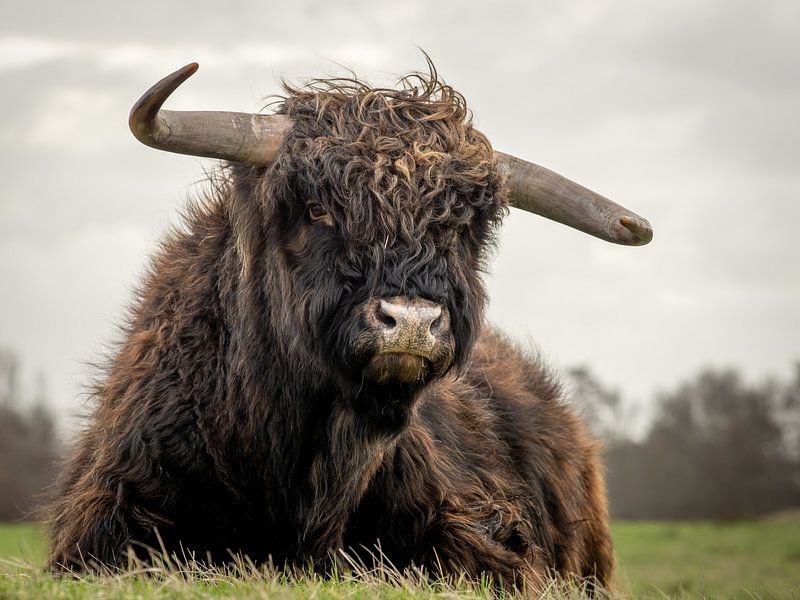 Schottischer Hochlandbewohner im Naturschutzgebiet von Dirk van Egmond