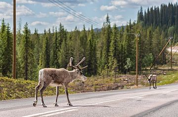 Rentiere auf der Straße (Arvidsjaur) Schweden von Marcel Kerdijk