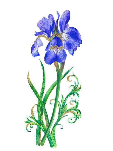 Iris bleu unique par Isabelle Brent