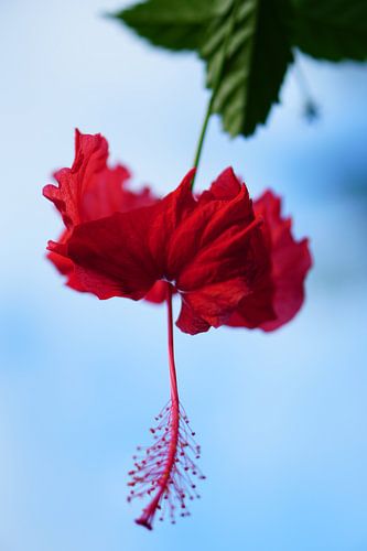 Rode hibiscus in tropisch Bali