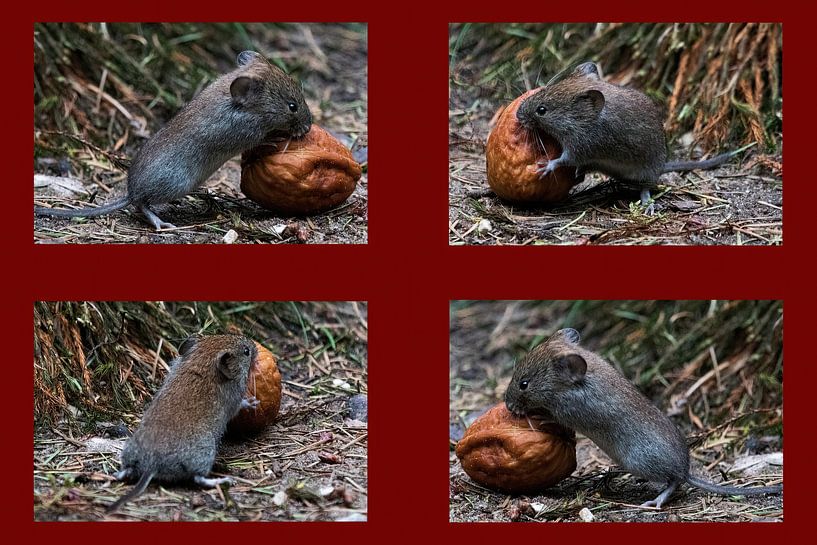 Souris avec les courses sur le chemin du retour avec un fond bordeaux. par whmpictures .com
