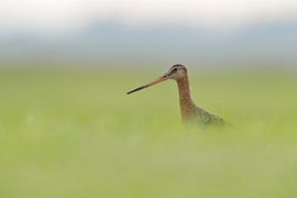 Uferschnepfe ( Limosa limosa) im hohen Gras, fotografiert au seinem sehr niedriogen Blickwinkel, dah