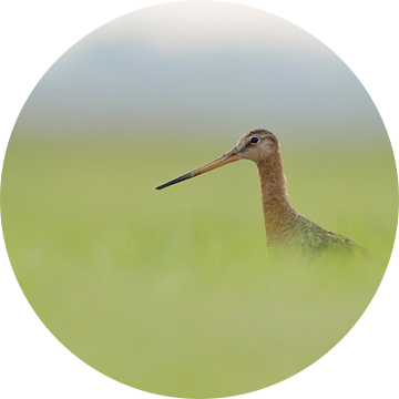 Adult Black-tailed Godwit ( Limosa limosa) in high grass, very low angle of view, blurred surroundin van wunderbare Erde