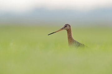 Adult Black-tailed Godwit ( Limosa limosa) in high grass, very low angle of view, blurred surroundin van wunderbare Erde