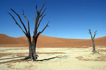 Deadvlei in Namibië van Peter Janssen