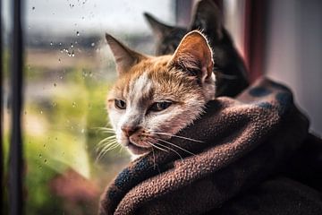 Katten In De Regen