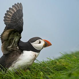 Klaar voor de vlucht van Greetje van Son