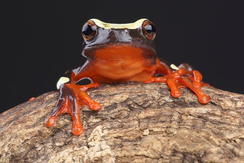 Clownfrosch (Dendropsophus leucophyllatus) von Ronald Pol