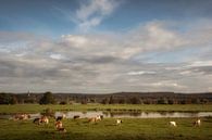 Cows in the floodplain (also in square format) by Moetwil en van Dijk - Fotografie thumbnail