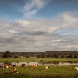 Koeien in de uiterwaarden (ook in vierkant formaat) van Moetwil en van Dijk - Fotografie