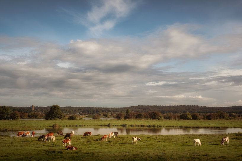 Cows in the floodplain (also in square format) by Moetwil en van Dijk - Fotografie