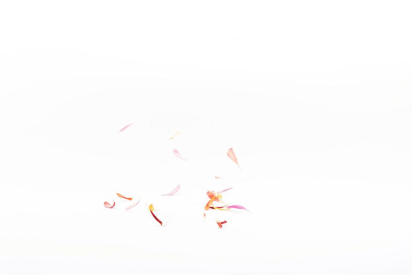 falling petals 3 by Anita Visschers