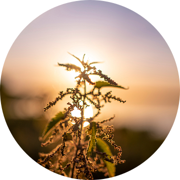 Brandnetel in gouden zonnestralen