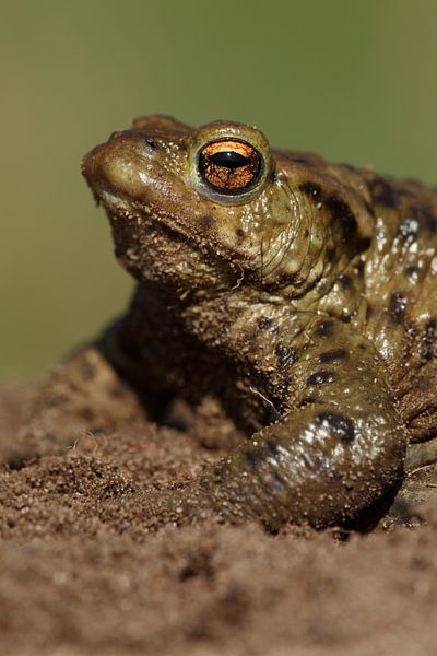 Common Toad (Bufo bufo) by Ronald Pol