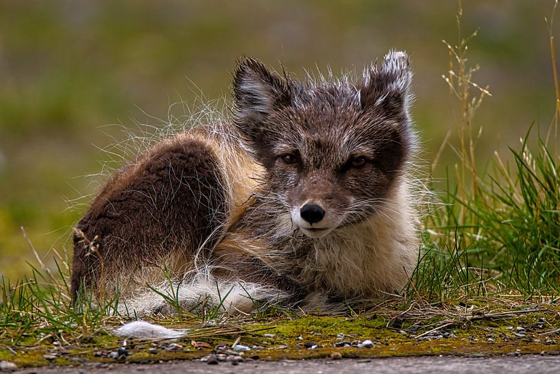 Polar Fox by Kai Müller