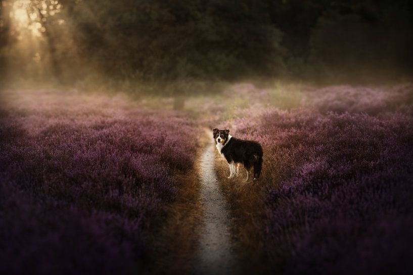 Path of dreams van Nanuq Dog Photography