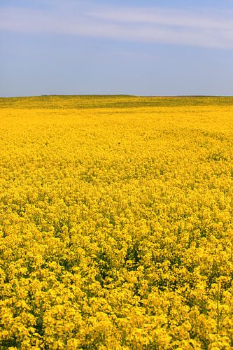 Rape field
