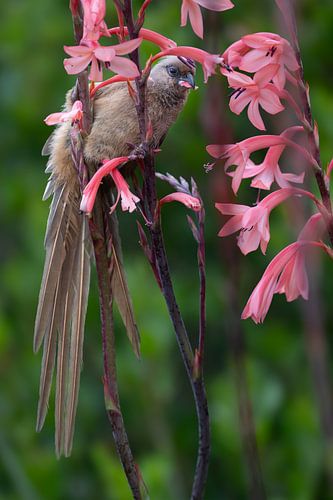 Souriceau ronflant à Kirstenbosch sur Lex van Doorn