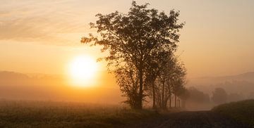 Morgenstimmung mit Nebel von Holger Spieker