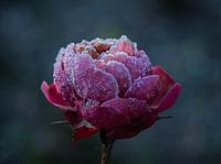 Gefrorene Rose