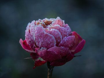 Bevroren roos van Anita van Gendt