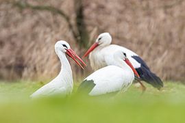 Drei Störche in einer Reihe von John Stijnman