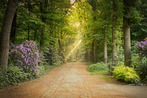 Rhododendren in einer Waldallee - Sonnenharfen im Spaarbank-Wald, Hoogeveen