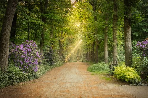 Rhododendren in einer Waldallee - Sonnenharfen im Spaarbank-Wald, Hoogeveen