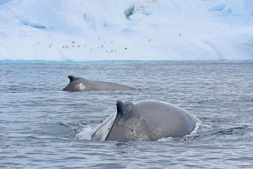 Buckelwale im Eisfjord von Wiltrud Schwantz