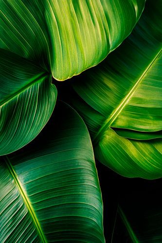 Groene bladeren