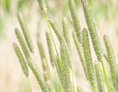 Flowering grass in the wind