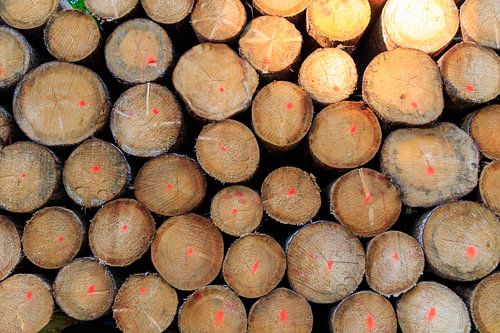 Close up van een stapel gesorteerde, gezaagde boomstammen