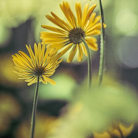 Herzblatt-Sonnenblume von Tessa Poll