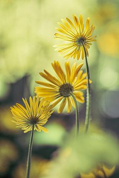 Tournesol à feuilles en cœur sur Tessa Poll