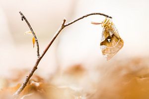 Zeldzame tauvlinder van Danny Slijfer Natuurfotografie