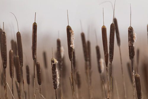Wintery water lily in the fog