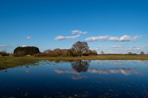 A tree is reflected in the water while clouds pass by in the blue sky