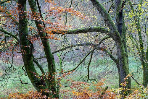 Promenade dans les bois