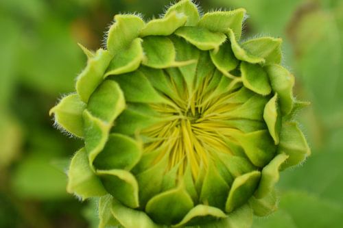 Een zonnebloem in de tuin
