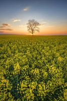 Boom in het veld