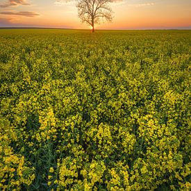 Boom in het veld van Denis Marold